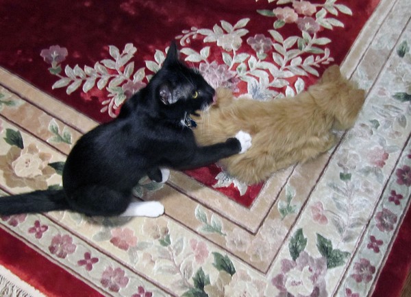 I Want a REAL kitty to play with!
