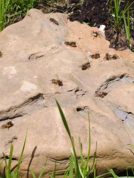 stoned bees