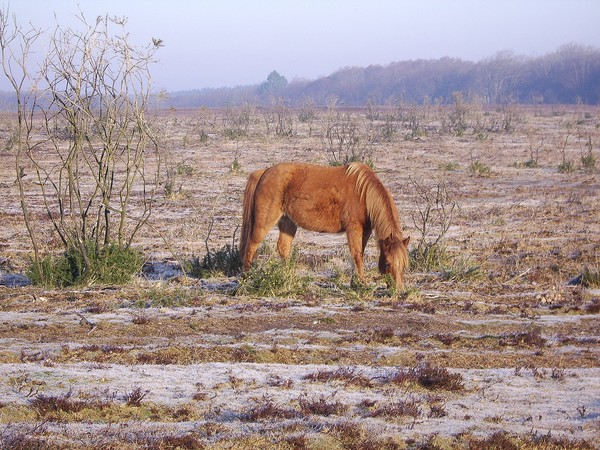 New Forest ponies