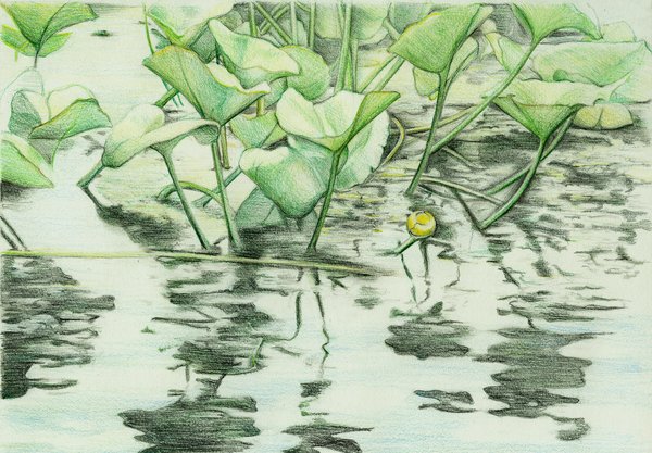 pond