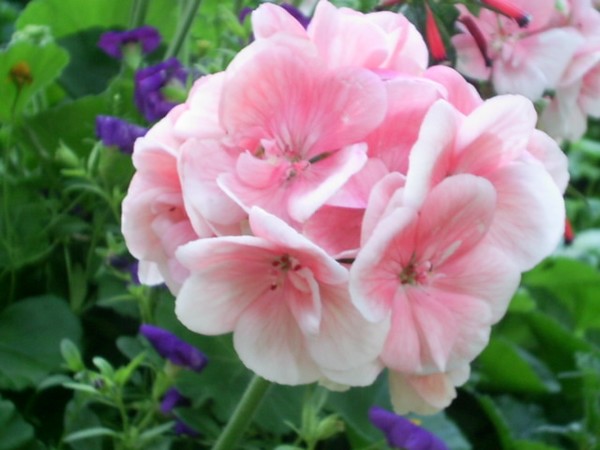 flowers