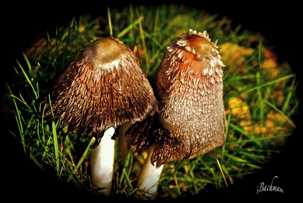  Coprinus comatus !