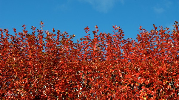  Autumn is here ...