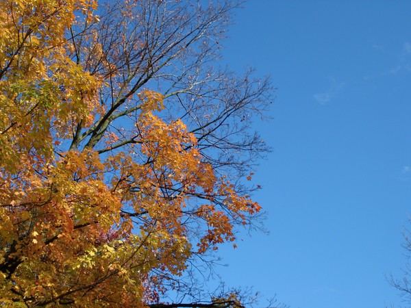 Skyward