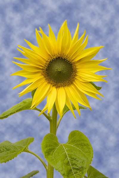 Sunflower_1