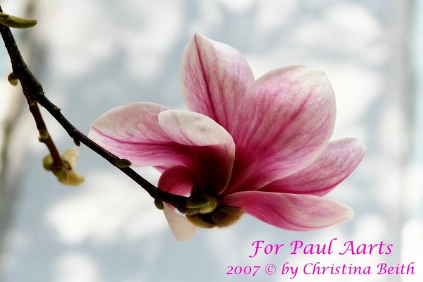 Magnolia for Paul