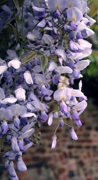 Bury Blossoms