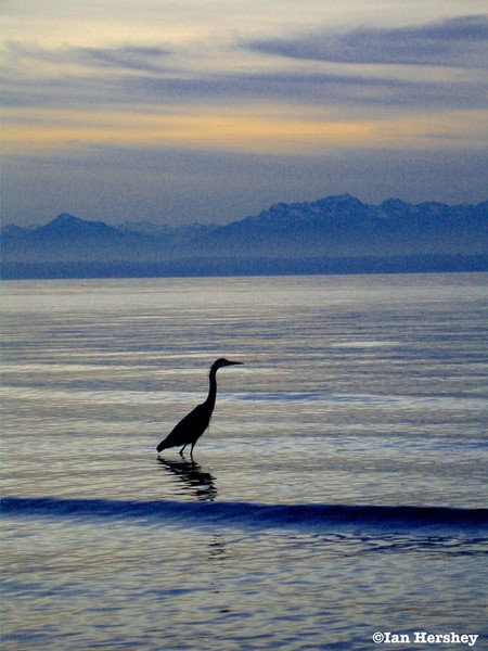 Twilight Fishing