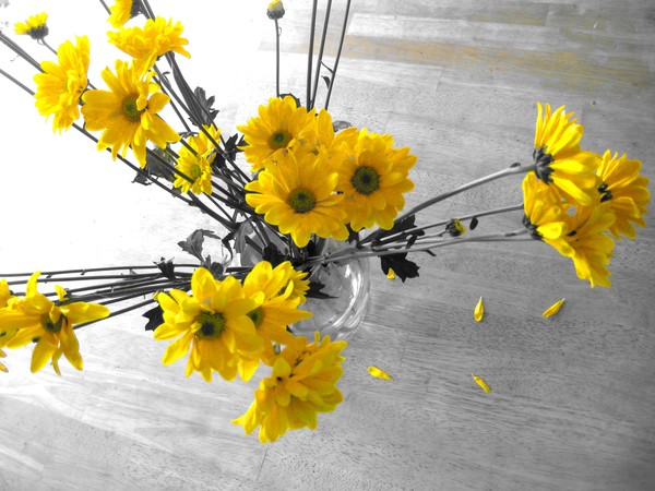 DAYSIES