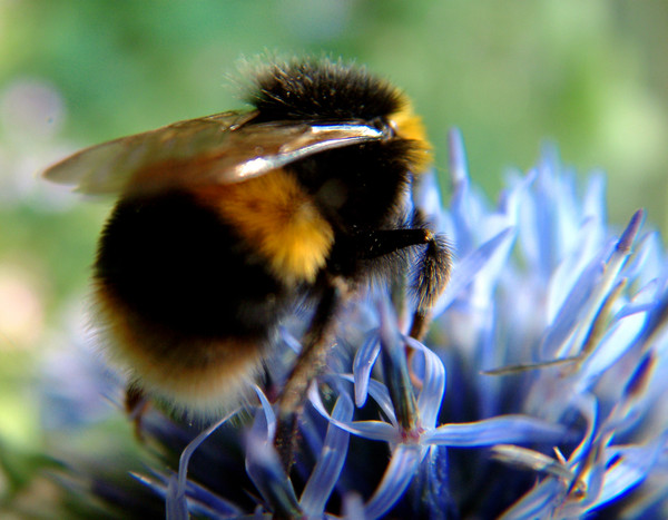 Bumble Bee Feeding 