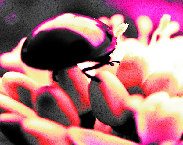 Pyschedelic Bug 