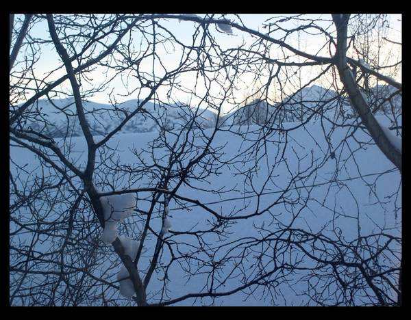 spiderweb