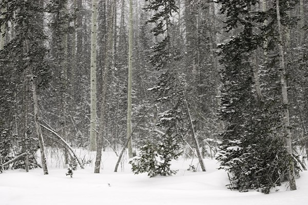 Blizzard