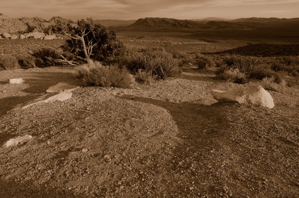 Desert Dreams