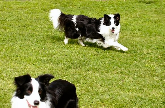 I'm Herding You
