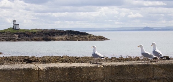 See? Three wee sea birds.