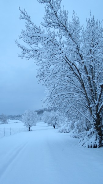 Winter Snow