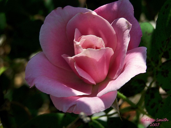 Pheiffer Rose 4