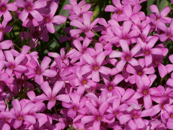 A Play In The Shamrock Flowers