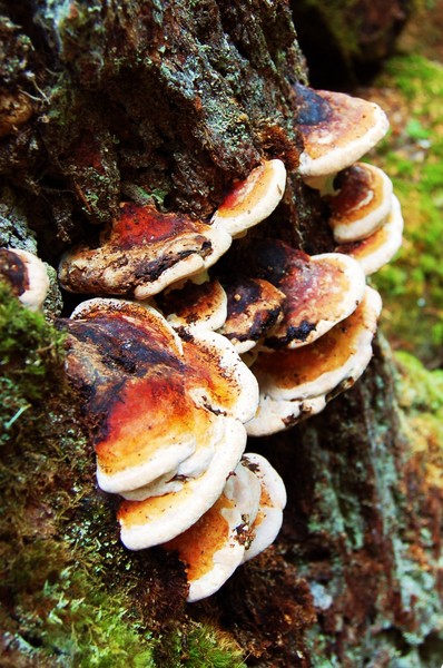 Fungus