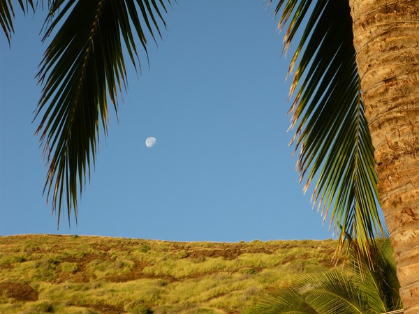 Tropical Moon