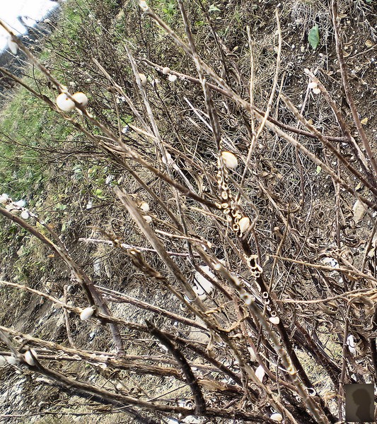 snail tree ...