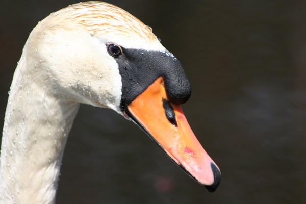 ~Swan~