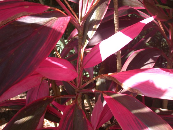 Bright leaves