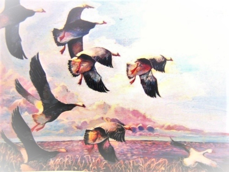 aerial migration