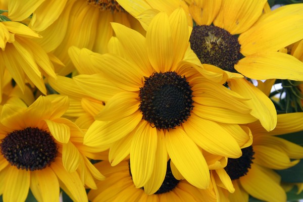 Sunflowers For the Dancer