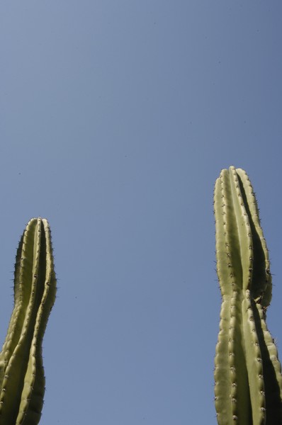 Cactus