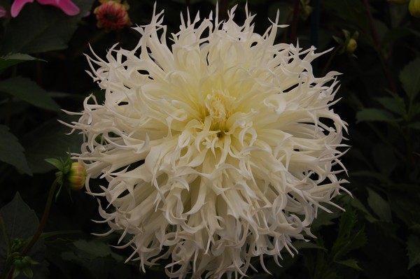 Beautiful white dahlia