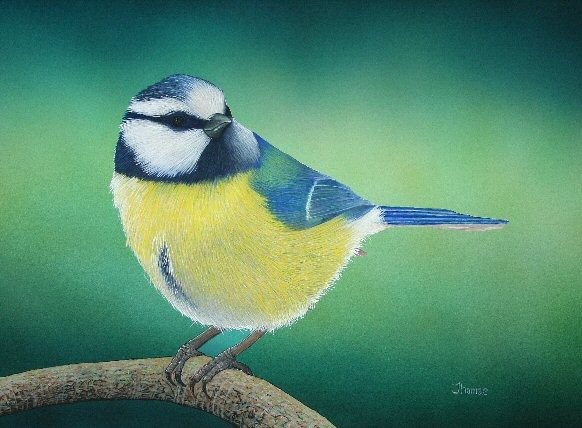 Blue Tit
