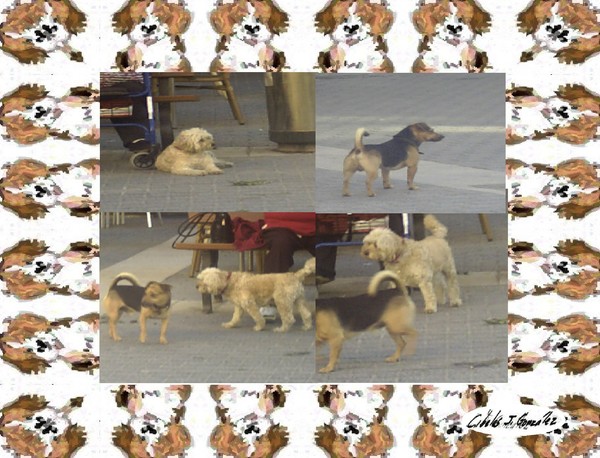 Canine Friendship: A Story In Sequence