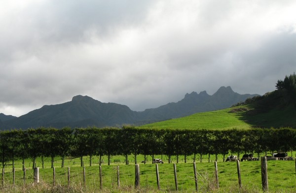 On the Road to Whitianga