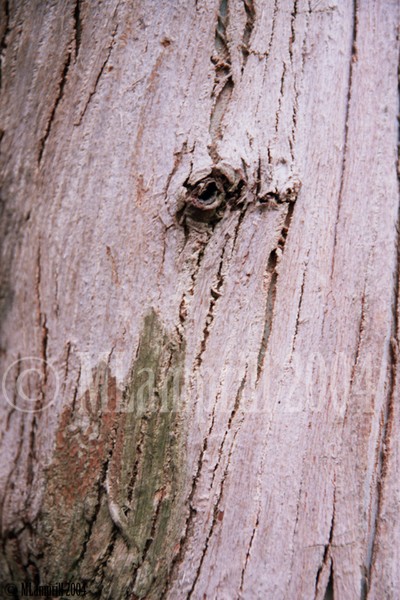 17-Botanic gardens, Amsterdam 2004
