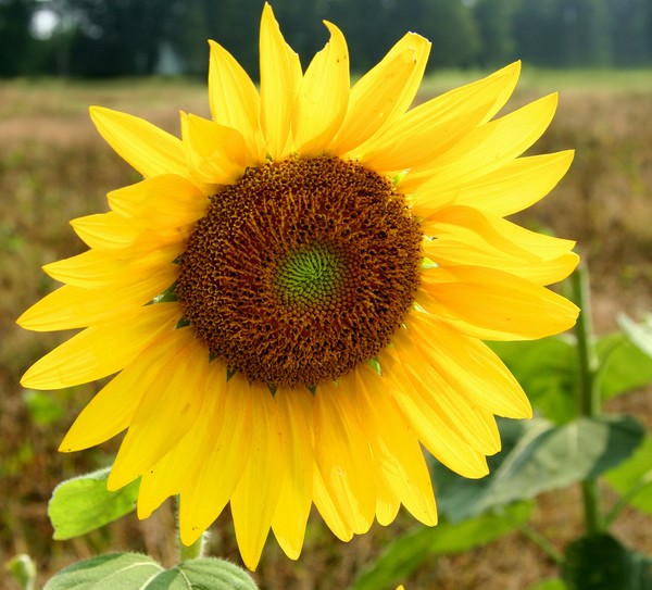 Stock Image Sunflower