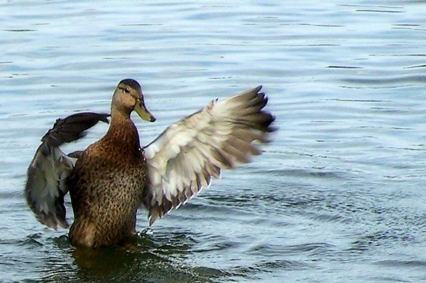 flap it out