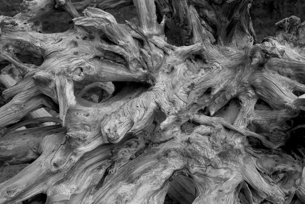 Root Study #2