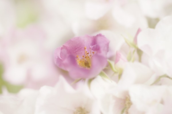 Single pink rose