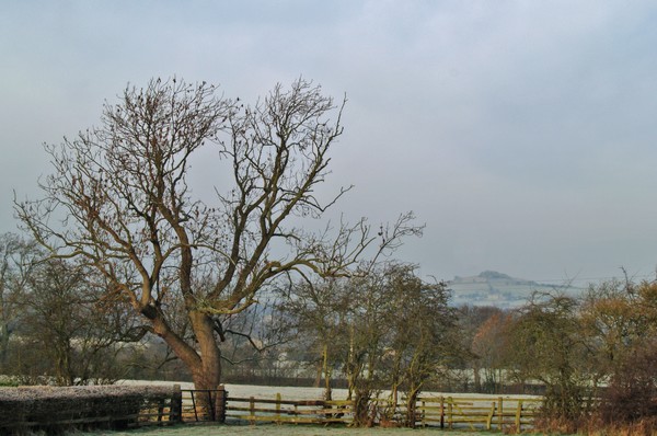 Winter at Weeton