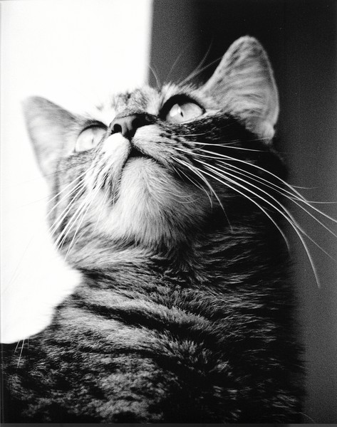 looking up