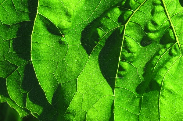Leafscape
