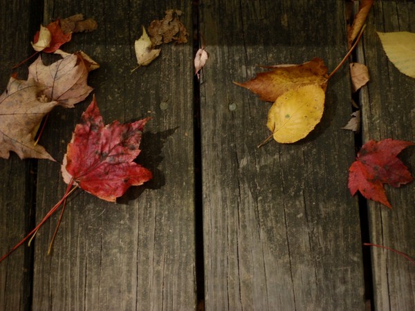 Fallen Leaves
