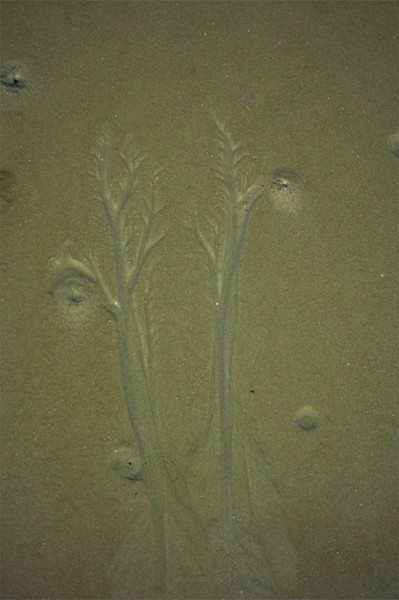 Sandy Trees Of Life