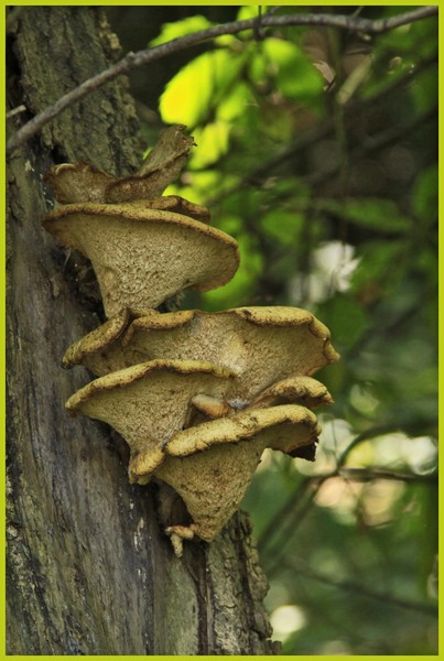 A FUNGUS AMONG US