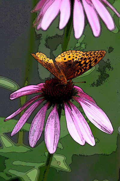 Echinatia 