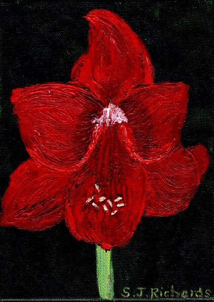 Amaryllis