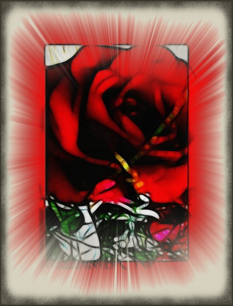 Rose On  Fire
