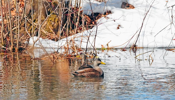 Black Ducks take off